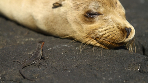 Galapagos sea lion and a lava lizard from "Galapagos 3D."
